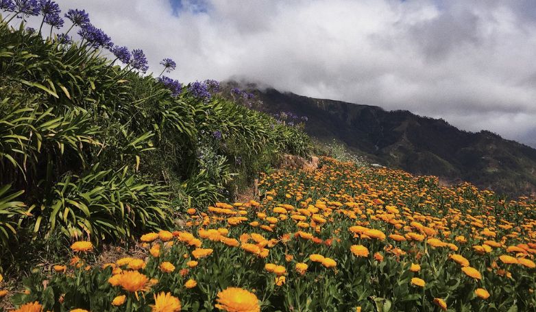 Pathway with colorful flowers and breathtaking view of mountain on La Trinidad, Baguio City