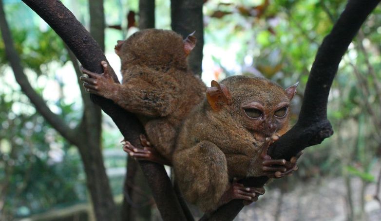 The little cute Tarsier is one of the famous tourists' attractions in Bohol Island