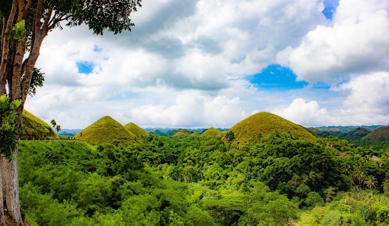 Bohol's famous Chocolate Hills