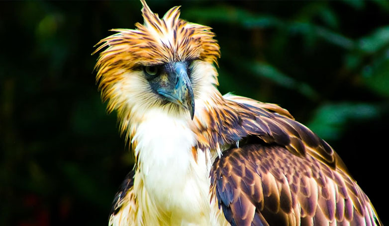 the Philippine Eagle