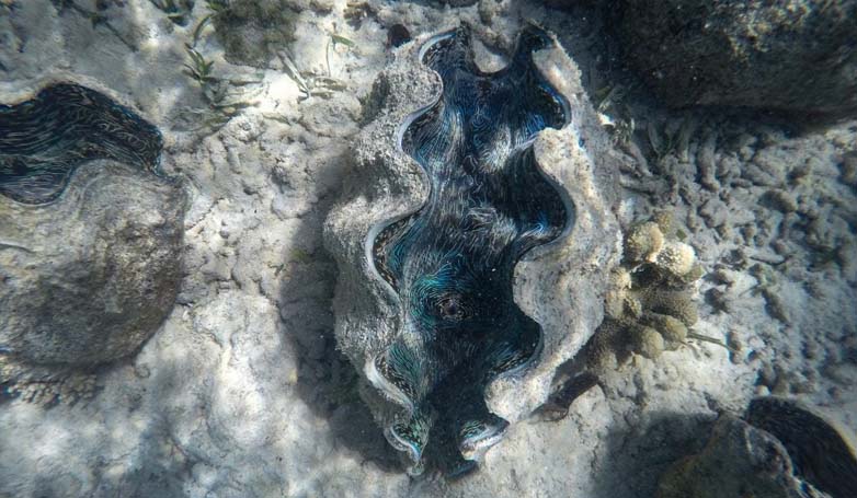 The Giant Clam Sanctuary in Camiguin