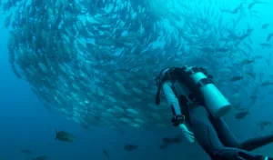 Scuba Diving Destinations in Visayas