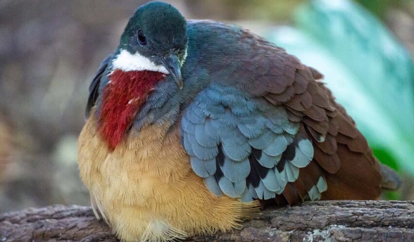 The Luzon Bleeding-Heart Dove - A Comprehensive Guide