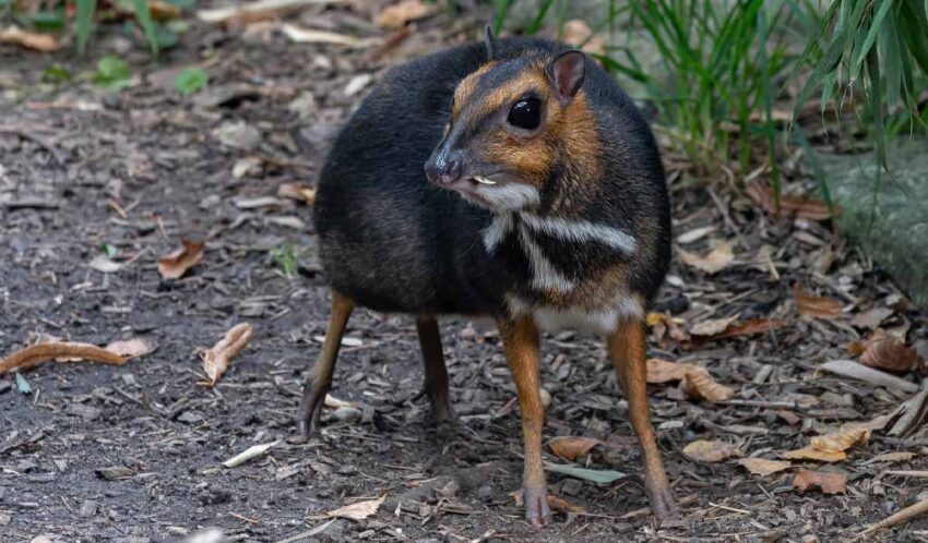 The Enchanting Philippine Mouse-Deer - A Fascinating Journey