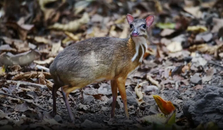 The Enchanting Philippine Mouse-Deer - A Fascinating Journey