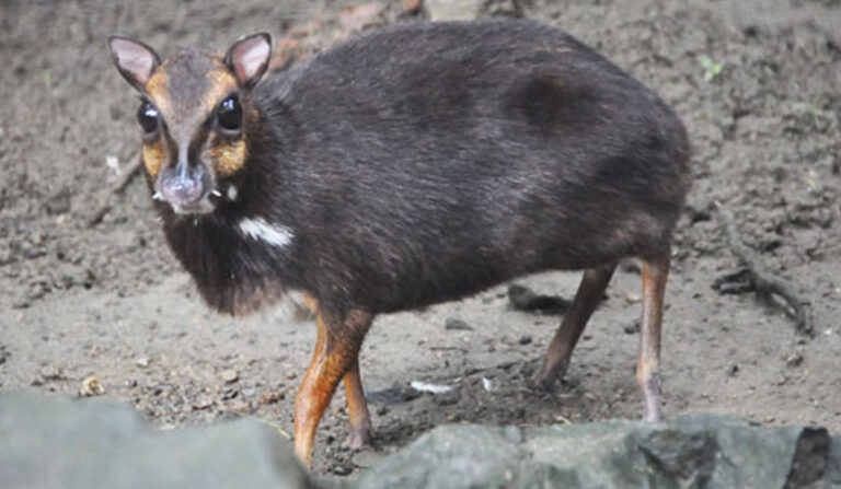 The Enchanting Philippine Mouse-Deer - A Fascinating Journey