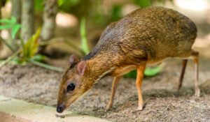 The Enchanting Philippine Mouse-Deer - A Fascinating Journey