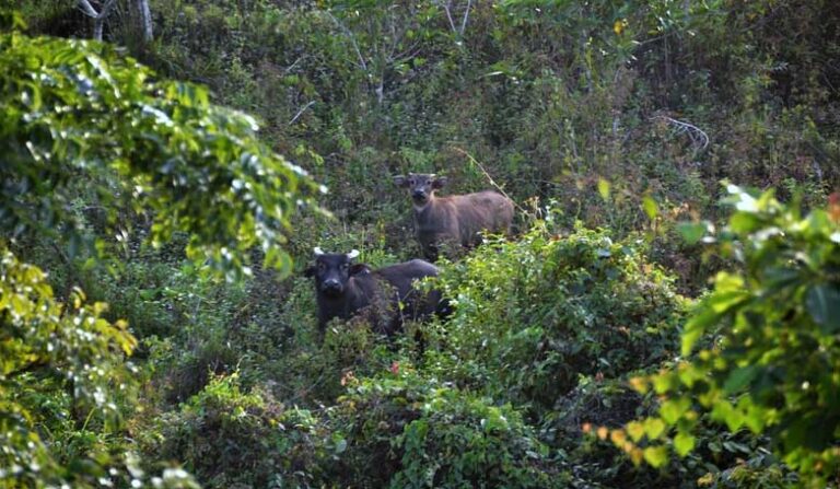 The Endangered Philippine Tamaraw - A Comprehensive Guide to Its ...