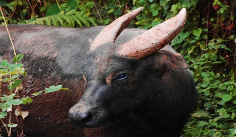 The Endangered Philippine Tamaraw - A Comprehensive Guide to Its ...