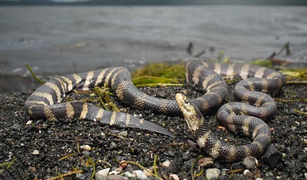 Lake Taal Snake