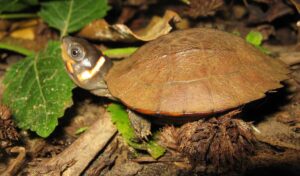 Philippine Forest Turtle