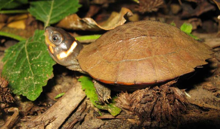 The Philippine Forest Turtle - Hanapph Online