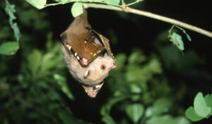 Philippine Tube-Nosed Fruit Bat