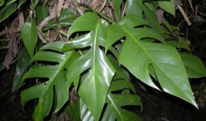 Tibatib Plant